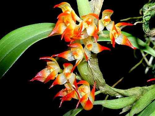 Bulbophyllum sessile 